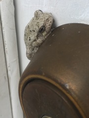 Hyla chrysoscelis