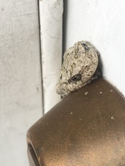 Hyla chrysoscelis