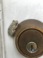 Hyla chrysoscelis