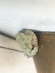 Hyla chrysoscelis