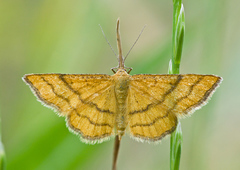 Idaea aureolaria