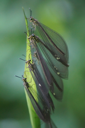 Gregarious Antlion
