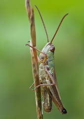 Pseudochorthippus parallelus