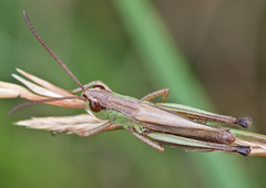 Pseudochorthippus parallelus