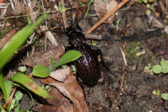 Carabus rugosus celtibericus