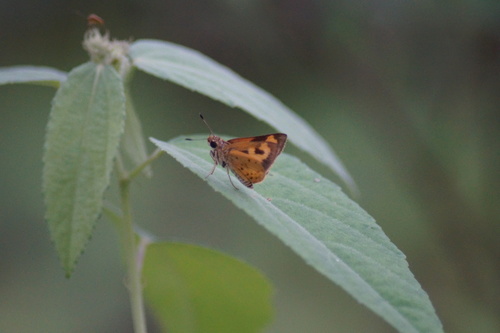Axehead Skipper