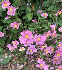 Eriocapitella × hybrida