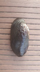 Nodularia douglasiae