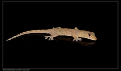 Gekko japonicus