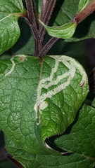 Phytomyza lappae