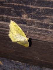 Antepione thisoaria