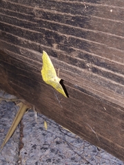 Antepione thisoaria