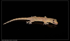 Gekko japonicus