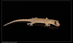 Gekko japonicus