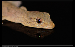 Gekko japonicus