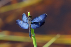 Zenithoptera lanei