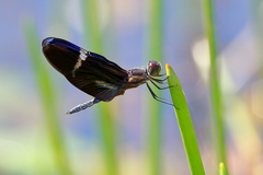 Zenithoptera lanei