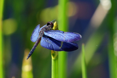 Zenithoptera lanei