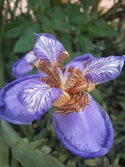 Trimezia coerulea