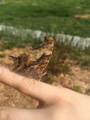 Polygonia interrogationis