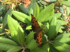 Polygonia interrogationis