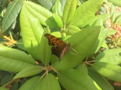 Polygonia interrogationis