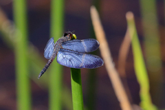 Zenithoptera lanei