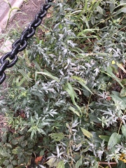 Artemisia vulgaris
