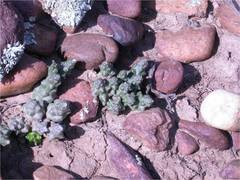 Euphorbia tridentata