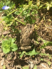 Anaxyrus fowleri