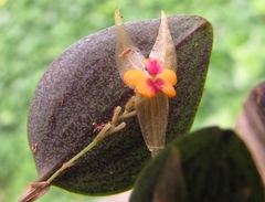 Lepanthes acuminata