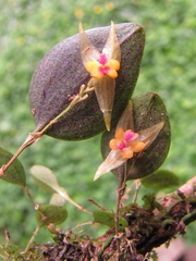 Lepanthes acuminata