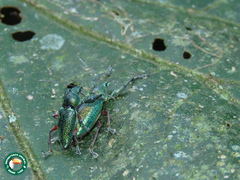 Naupactus aerosus