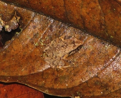 Craugastor lauraster