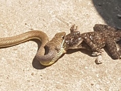 Psammophis orientalis