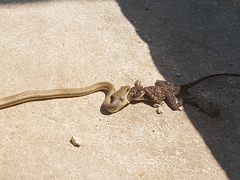 Psammophis orientalis
