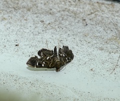 Diathrausta reconditalis