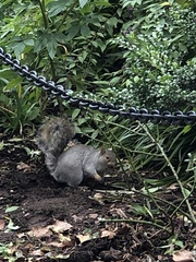 Sciurus carolinensis