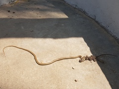 Psammophis orientalis