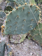 Opuntia rastrera