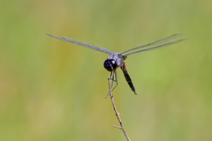 Tramea binotata