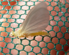 Ephemerella dorothea