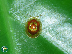 Charidotis annularis