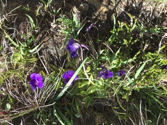 Pinguicula grandiflora