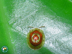 Charidotis annularis