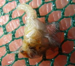 Ephemerella dorothea