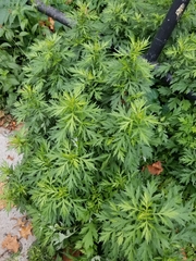 Artemisia vulgaris