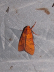 Elysius