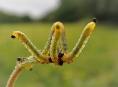 Pristiphora conjugata