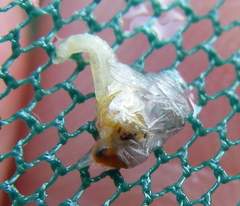 Ephemerella dorothea